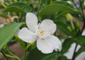 close-up Tropical white flower, Sampaguita Jasmine, with natural blurred natural background, in Thailand, macro.