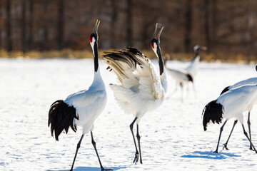 吠えるタンチョウヅル