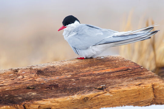 Arctic Tern, Sterna Paradisaea