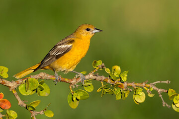Baltimore Oriole, Icterus galbula