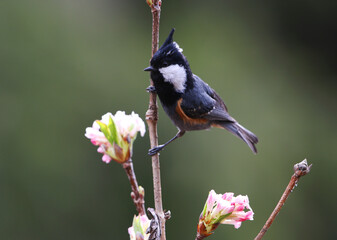 Black-crested Tit, Periparus ater melanolophus