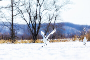 あらよっのタンチョウヅル