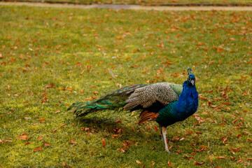 Obraz premium Closeup portrait of peacock walking in romantic French style park, green grass and yellow leaves, garden near Castle Libochovice in winter day, Bohemia, Czech Republic