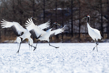 踊るタンチョウヅル