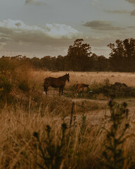 Horses together, white horse, brown horse, black and white horse, field, rural, nature animals