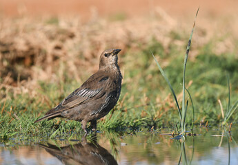 Spotless Starling, Sturnus unicolor