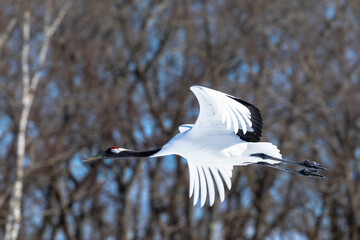 舞うタンチョウヅル