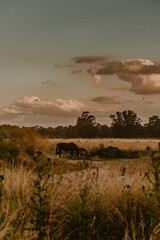 Horses together, white horse, brown horse, black and white horse, field, rural, nature animals