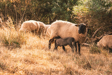Mother Sheep and Lamb 