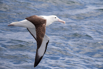 Northern Royal Albatross in flight