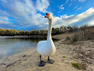 Close-up of a beautiful white swan at a little lake not far away from Frankfurt at a cold day in winter.