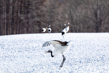 PR行動中のタンチョウヅル