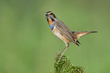 happy slim brown bird with colorful chest and chin expose on top of mossy spot ove green background