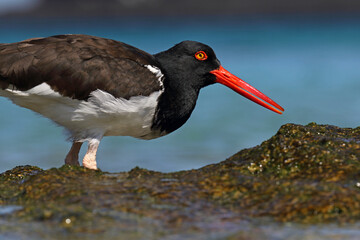 Galapagos Oystercatcher, Haematopus palliatus galapagensis