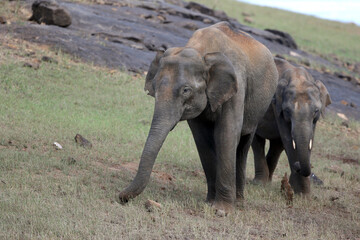 Naklejka na ściany i meble Asian Elephant, Elephas maximus indicus