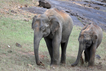 Fototapeta na wymiar Asian Elephant, Elephas maximus indicus