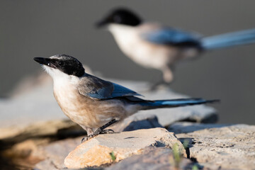 Blauwe Ekster, Iberian Magpie, Cyanopica cooki