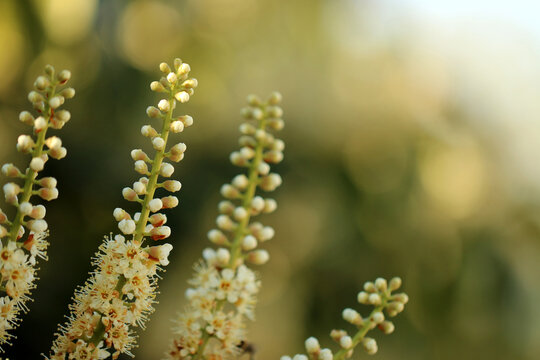 Lupinus; lovley