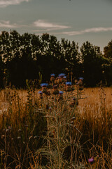 thistle in the field, thistle plant