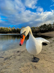 Close-up of a beautiful white swan at a little lake not far away from Frankfurt at a cold day in winter.