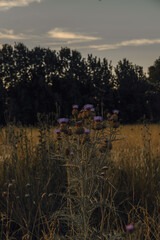 thistle in the field, thistle plant