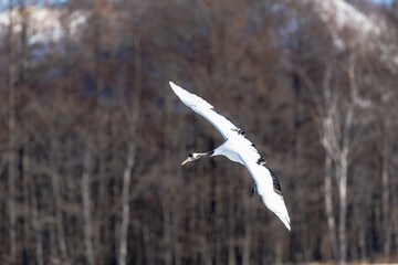 舞うタンチョウヅル