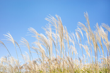 すすき　青空