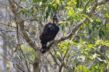 Ornate Hawk-Eagle, Spizaetus ornatus