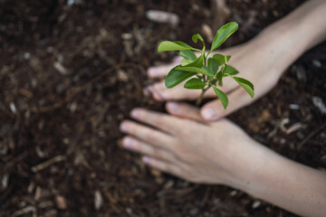 Close-up of a girl's hands planting a small tree in fertile soil - Concept of environmental conservation Planting trees to reduce global warming.