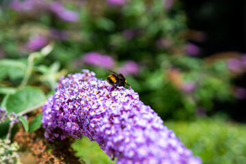 Bumblebee - Macro photography on beautiful flower