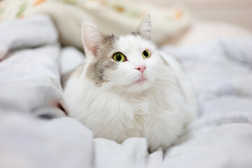 ベッドの上に座っている白猫が見上げている