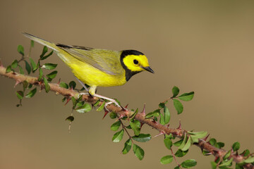 Hooded Warbler, Setophaga citrina
