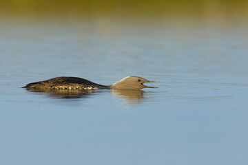 Red-throated Diver, Gavia stellata
