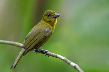 Carmiol's Tanager, Chlorothraupis carmioli