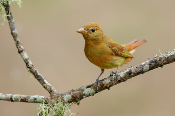 Summer Tanager, Piranga rubra