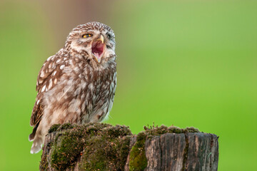 Little Owl, Athene noctua