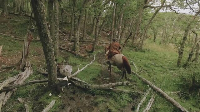 A person riding a horse and a dog are walking through the woods