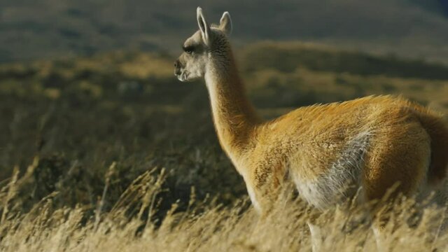 A llama walks in an open field