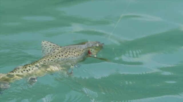 A spotted trout caught on a fishing line