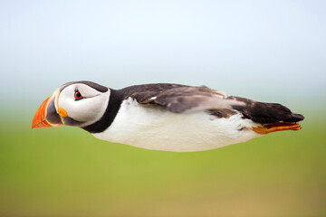 Atlantic Puffin,, Fratercula arctica