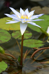 Blue lotus (blue Egyptian lotus or also blue water lily or blue Egyptian water lily), a water lily in the genus Nymphaea. It was known to the Ancient Egyptian civilizations.