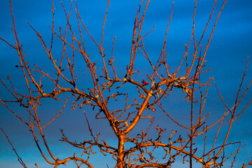 Winter sketch: sunlit bare tree branches on dark blue sky background