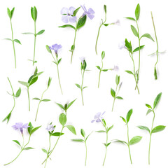 Fototapeta na wymiar Spring flowers Periwinkle isolated on white, top view. Flowers pattern texture.