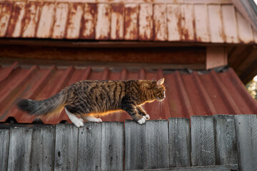 Little fluffy gray-white cat walks along the edge of walking an old wooden fence in the village
