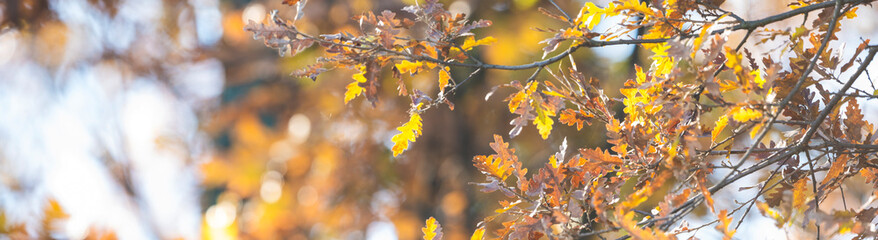(Selective focus) Stunning view of some Oak trees during the fall season in Italy. An oak is a tree or shrub in the genus Quercus of the beech family, Fagaceae.