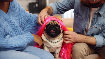 Close up of young couple dressing up cute pug dog sitting together on couch