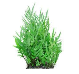 green bush isolated on white background.	
