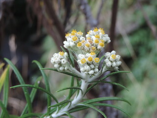 white flowers in the forest