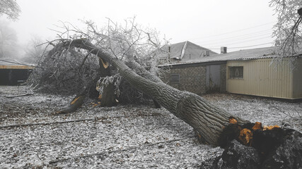 Fallen tree on a building in winter