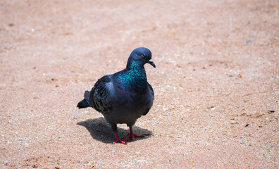 Colorful rock pigeon pecking and move forward on the sandy ground in the middle of the hot day, casting dark shadow underneath.